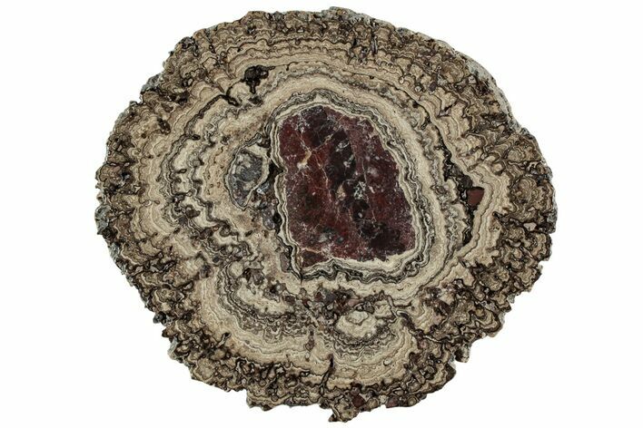 Polished, Cretaceous, Oncolite Stromatolite Fossil - Mexico #227088